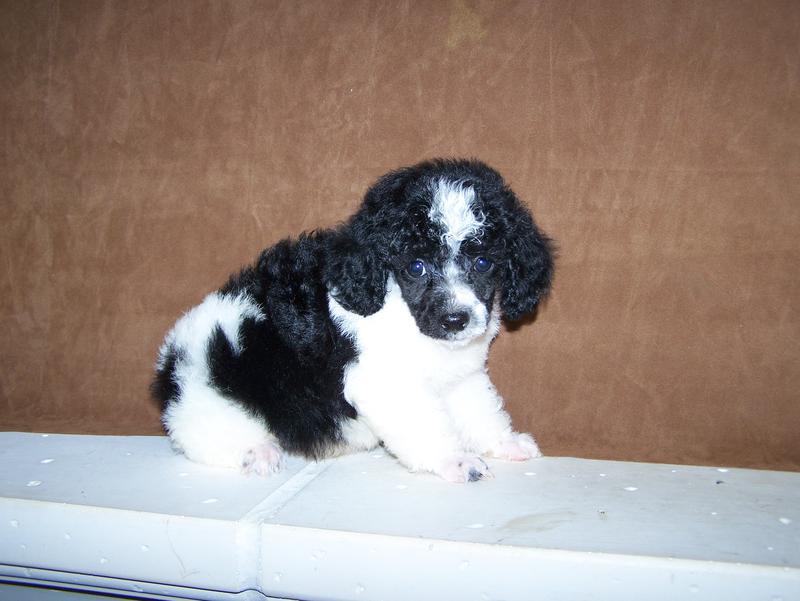 micro teacup poodle breeder in louisiana Tiny teacup poodle breeder