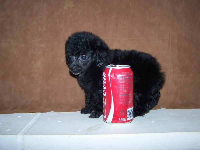 micro teacup poodle breeder in louisiana Tiny teacup poodle breeder