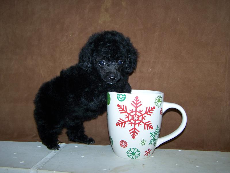 micro teacup poodle breeder in louisiana Tiny teacup poodle breeder
