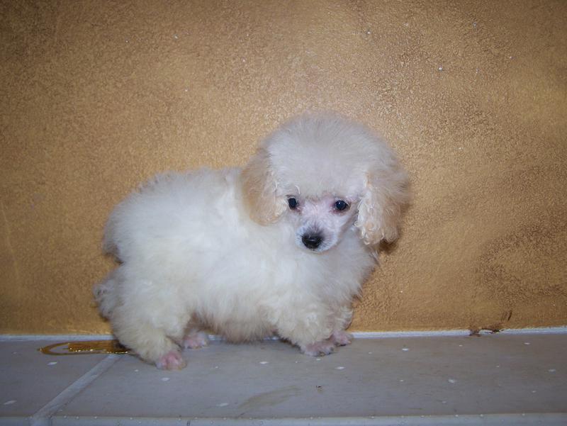 micro teacup poodle breeder in louisiana Tiny teacup poodle breeder
