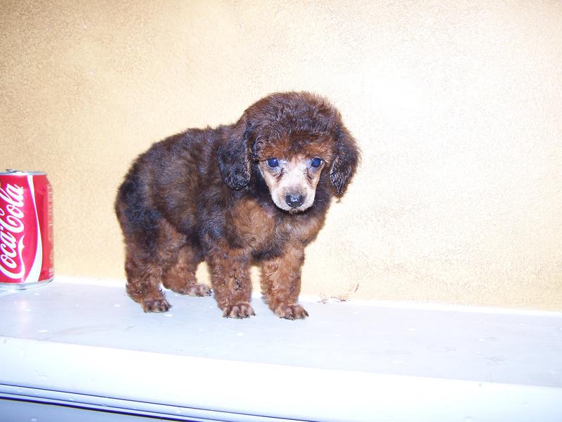 micro teacup poodle breeder in louisiana Tiny teacup poodle breeder