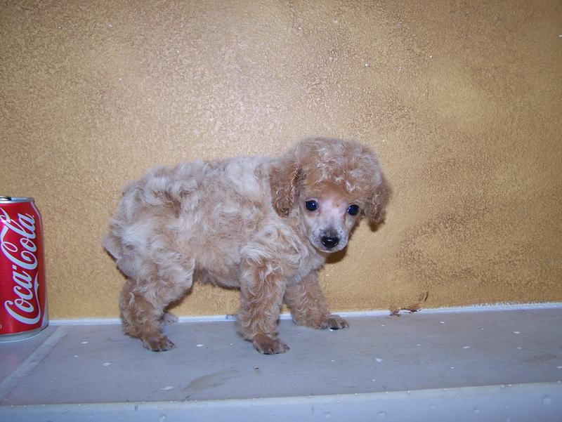 micro teacup poodle breeder in louisiana Tiny teacup poodle breeder