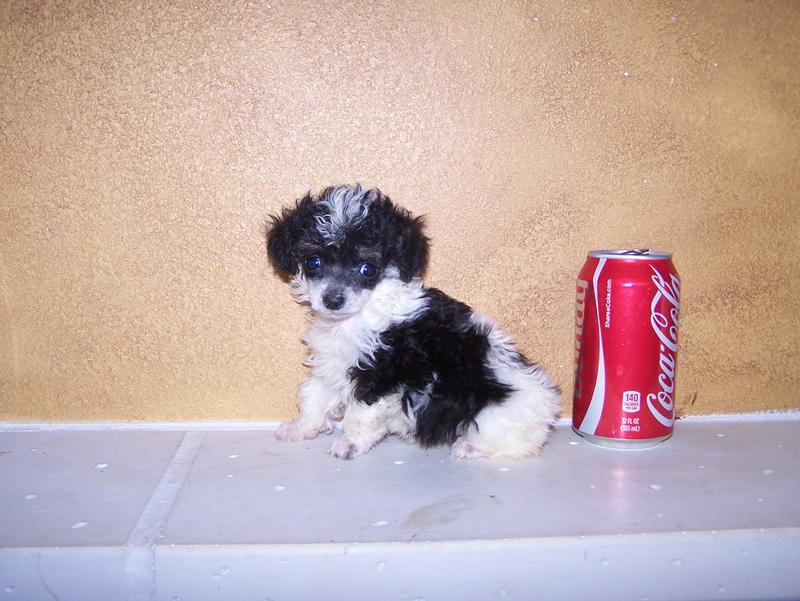micro teacup poodle breeder in louisiana Tiny teacup poodle breeder