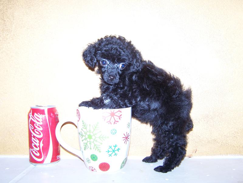 micro teacup poodle breeder in louisiana Tiny teacup poodle breeder