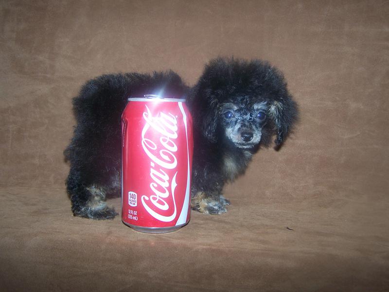 micro teacup poodle breeder in louisiana Tiny teacup poodle breeder