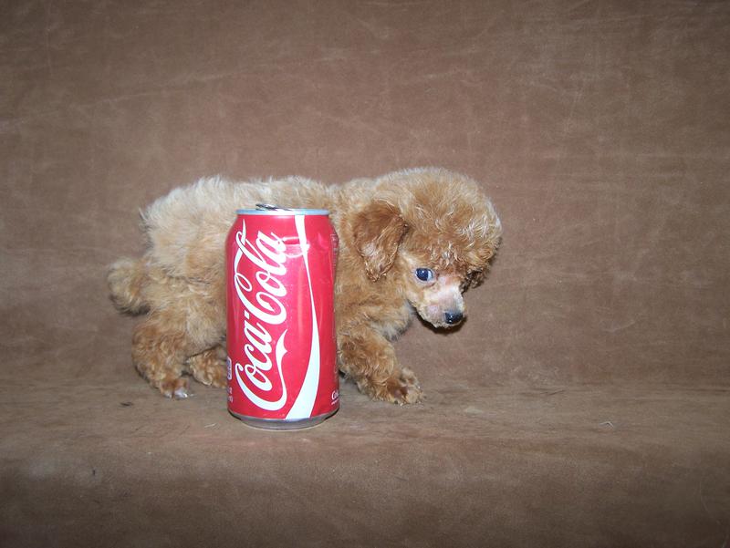 micro teacup poodle breeder in louisiana Tiny teacup poodle breeder