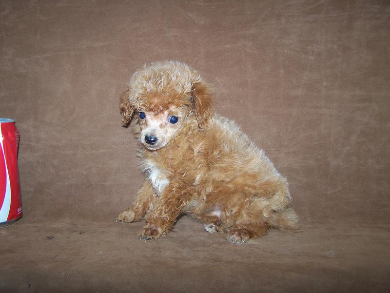micro teacup poodle breeder in louisiana Tiny teacup poodle breeder