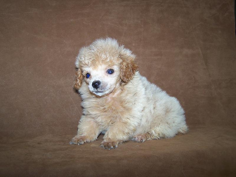 micro teacup poodle breeder in louisiana Tiny teacup poodle breeder