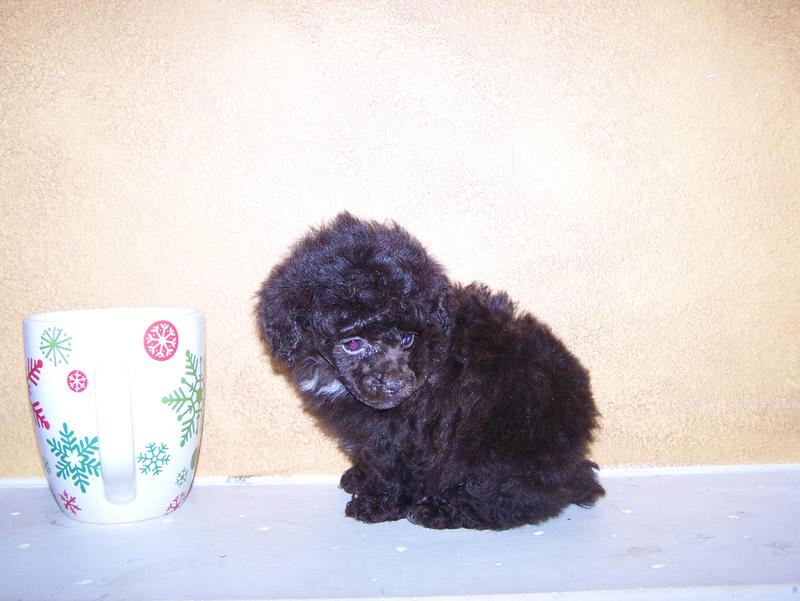 micro teacup poodle breeder in louisiana Tiny teacup poodle breeder