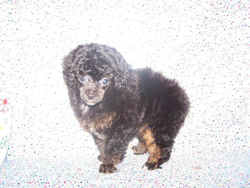 micro teacup poodle breeder in louisiana Tiny teacup poodle breeder