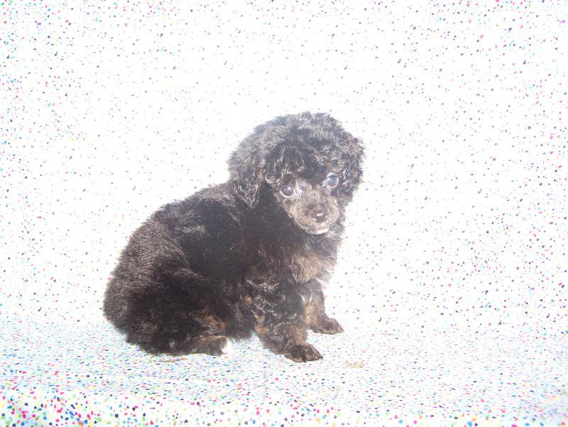micro teacup poodle breeder in louisiana Tiny teacup poodle breeder