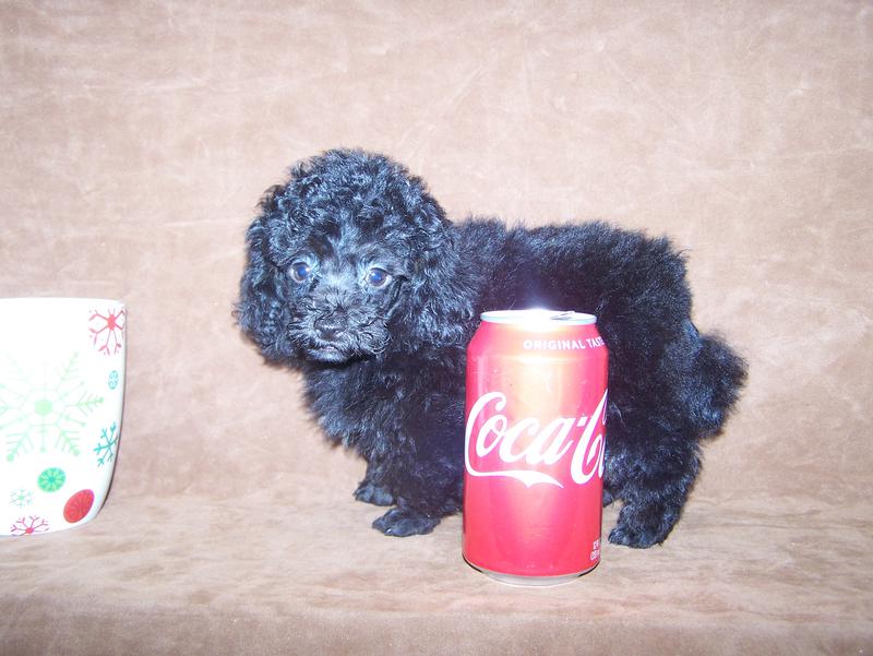 micro teacup poodle breeder in louisiana Tiny teacup poodle breeder