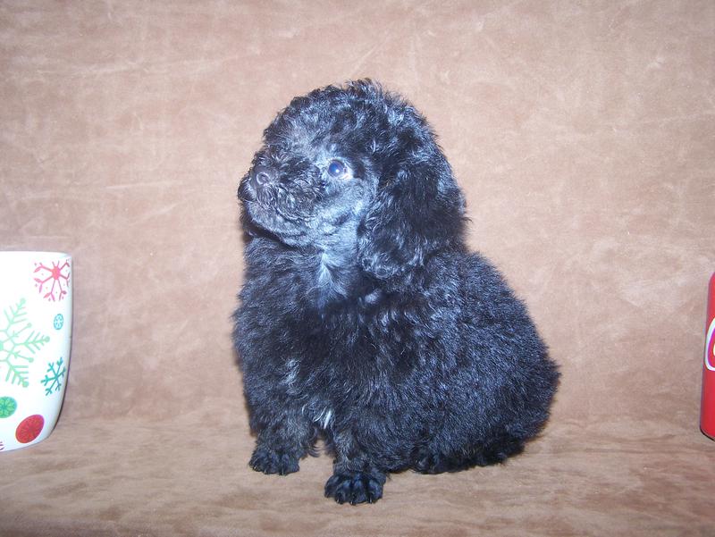 micro teacup poodle breeder in louisiana Tiny teacup poodle breeder