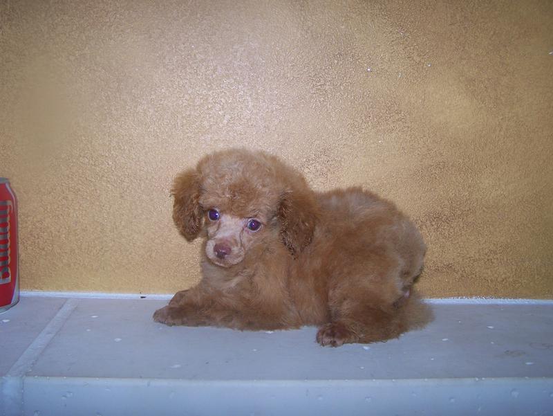micro teacup poodle breeder in louisiana Tiny teacup poodle breeder