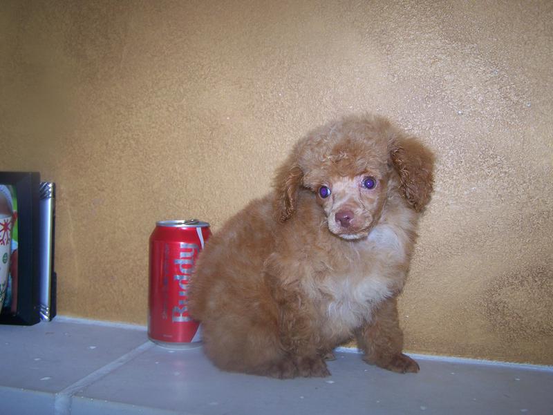 micro teacup poodle breeder in louisiana Tiny teacup poodle breeder