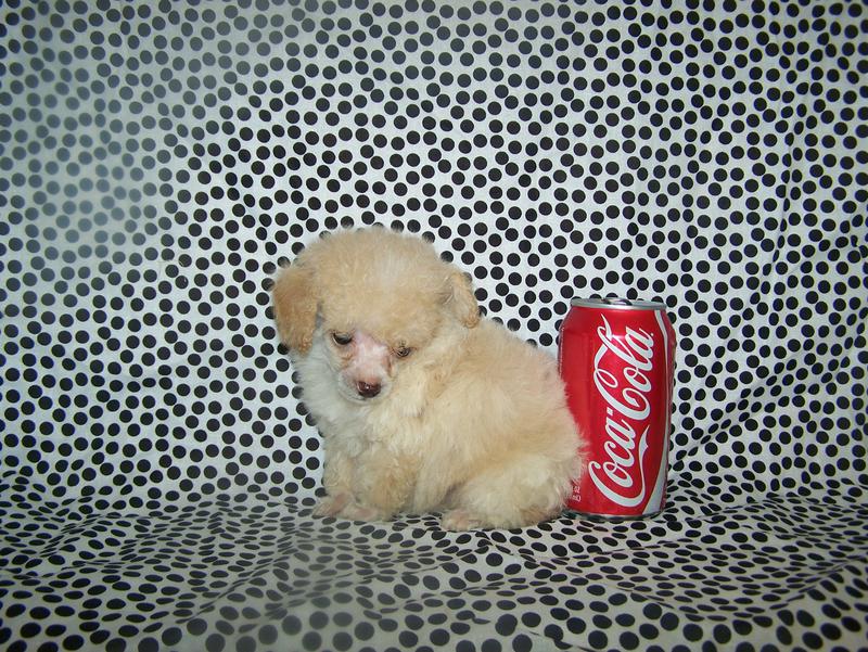 micro teacup poodle breeder in louisiana Tiny teacup poodle breeder