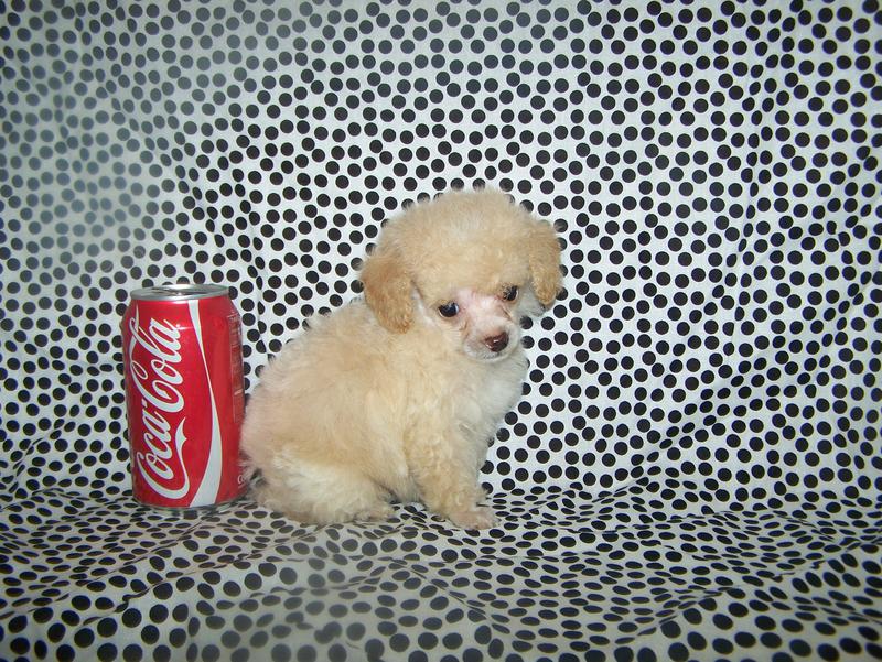 micro teacup poodle breeder in louisiana Tiny teacup poodle breeder