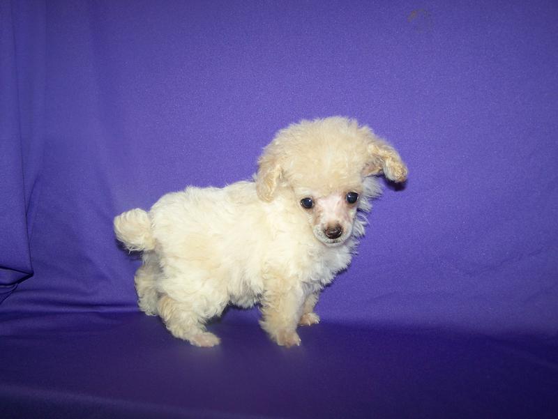 micro teacup poodle breeder in louisiana Tiny teacup poodle breeder