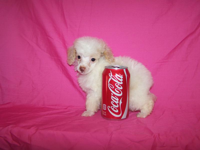 micro teacup poodle breeder in louisiana Tiny teacup poodle breeder