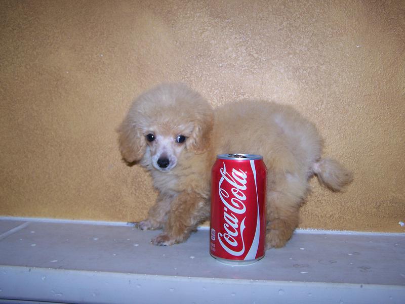 micro teacup poodle breeder in louisiana Tiny teacup poodle breeder