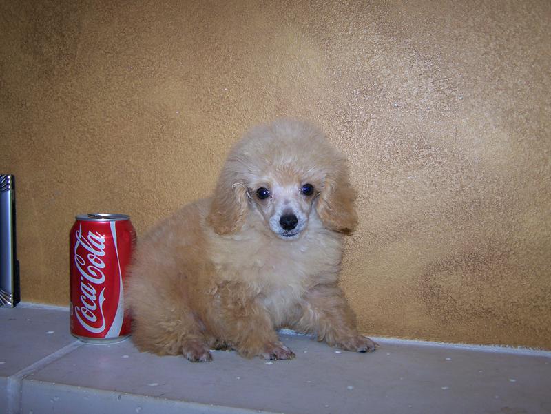 micro teacup poodle breeder in louisiana Tiny teacup poodle breeder
