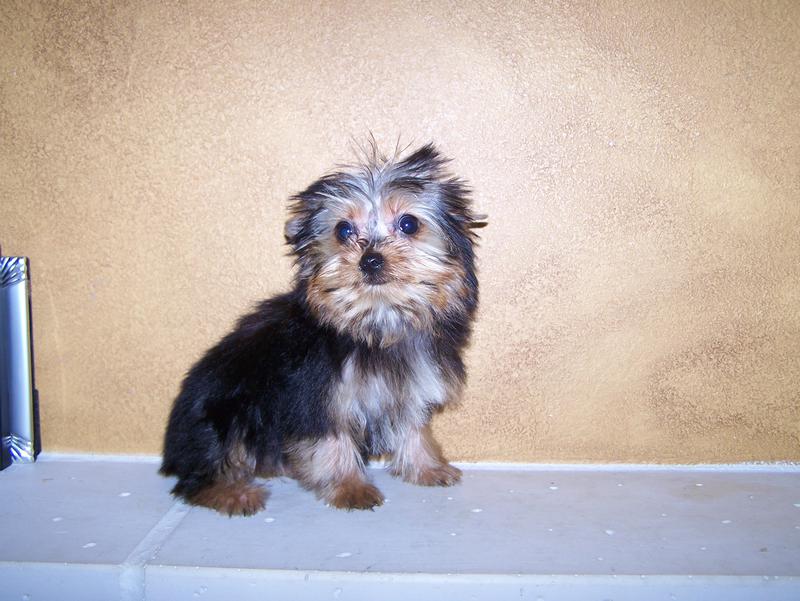 teacup parti yorkies