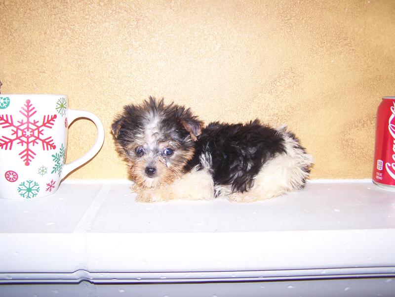 teacup poodle puppies for sale toy poodle puppies for sale teacup yorkie puppies for sale