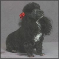 micro teacup poodle breeder