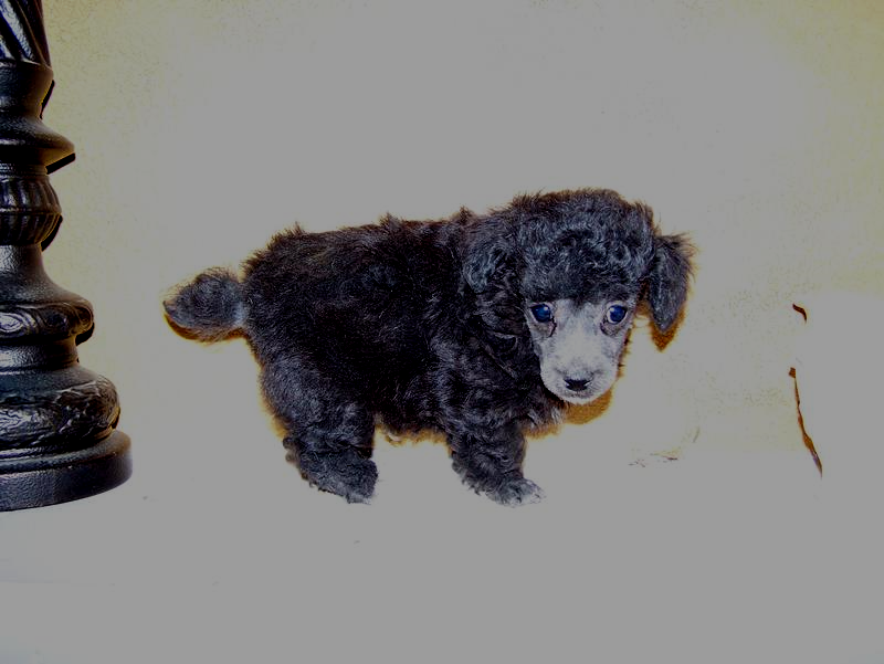 micro teacup poodle breeder in louisiana Tiny teacup poodle breeder