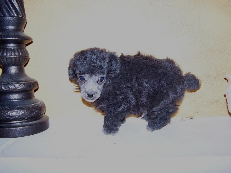 micro teacup poodle breeder in louisiana Tiny teacup poodle breeder