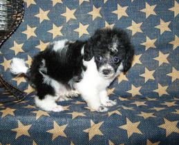 micro teacup poodle breeder in louisiana Tiny teacup poodle breeder